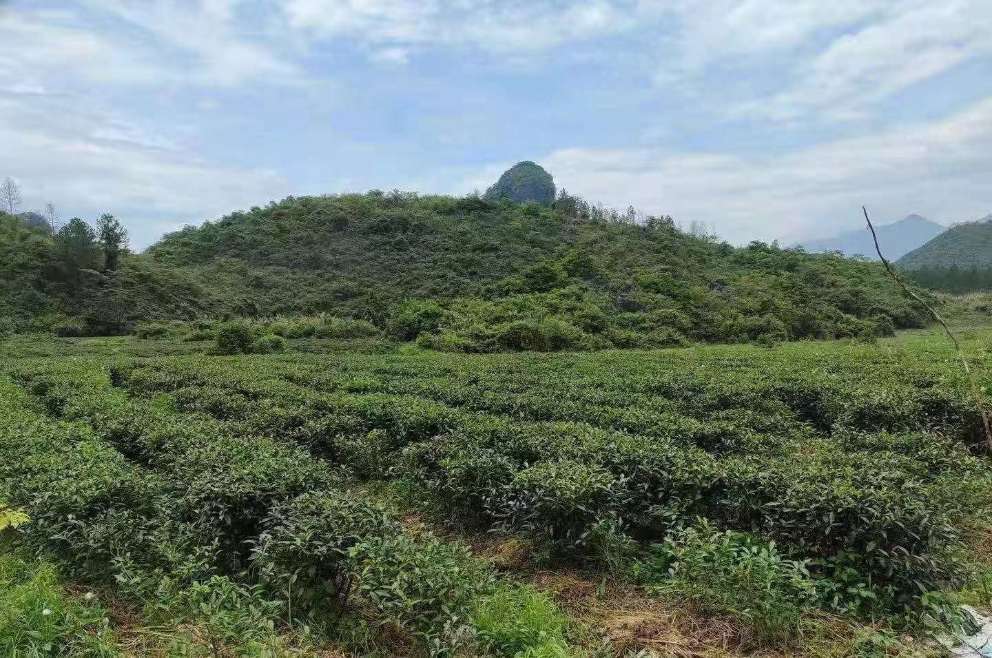 茶色素生產廠家